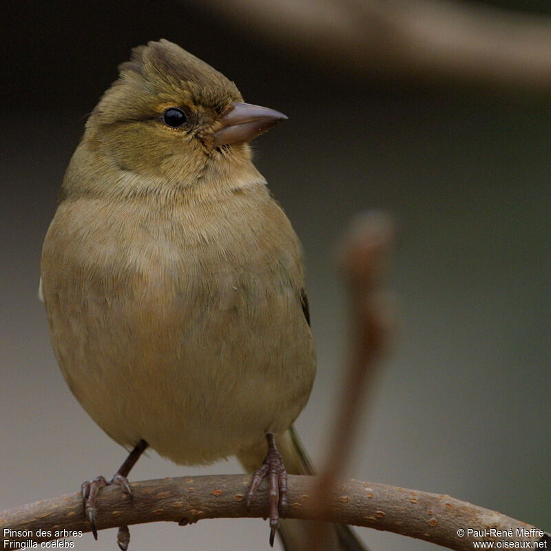 Eurasian Chaffinch female