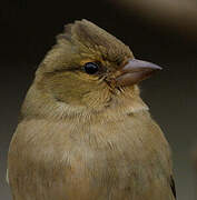 Eurasian Chaffinch