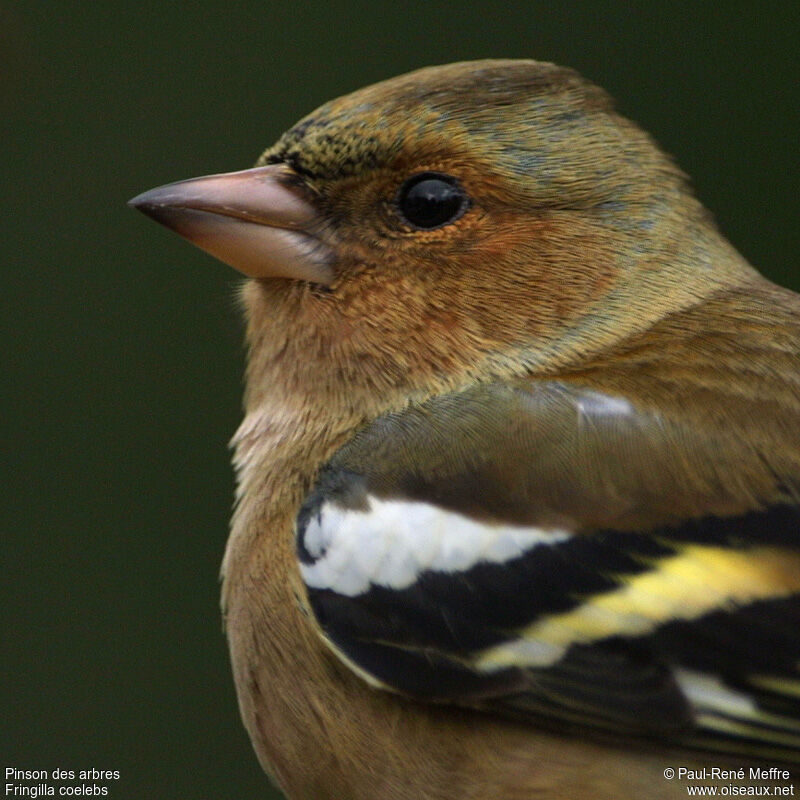 Common Chaffinch male