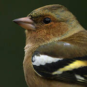 Eurasian Chaffinch