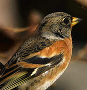 Brambling