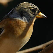 Brambling