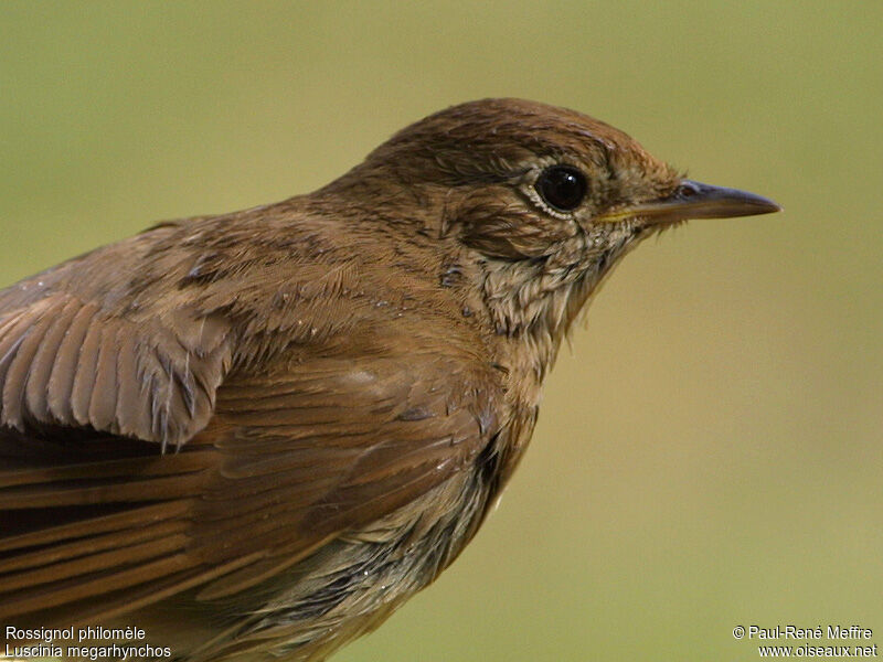 Common Nightingale