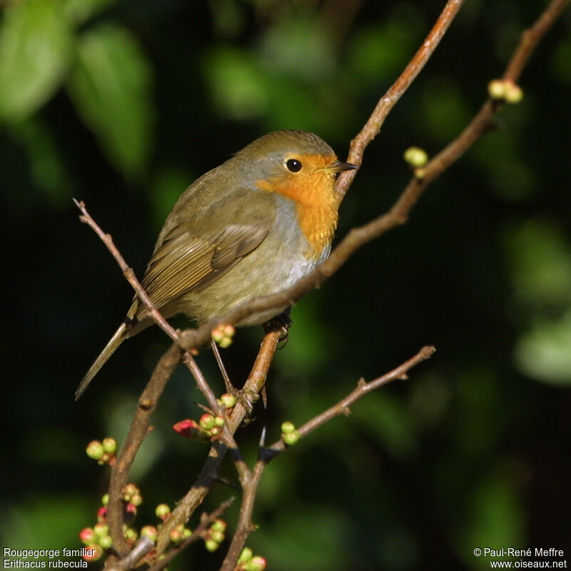 European Robinadult