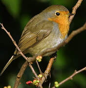 European Robin