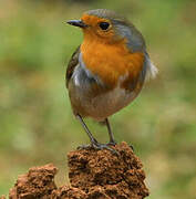 European Robin