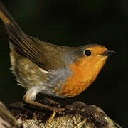 European Robin