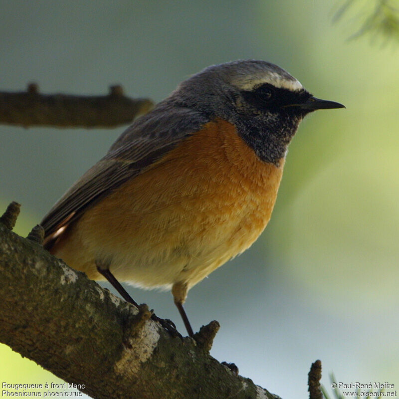 Common Redstart male adult