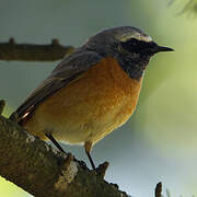 Common Redstart