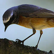 Common Redstart