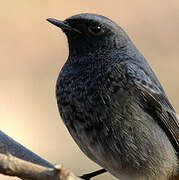 Black Redstart