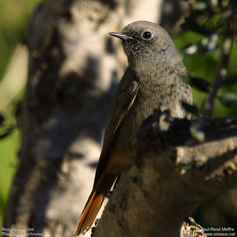 Black Redstart female adult