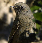 Black Redstart