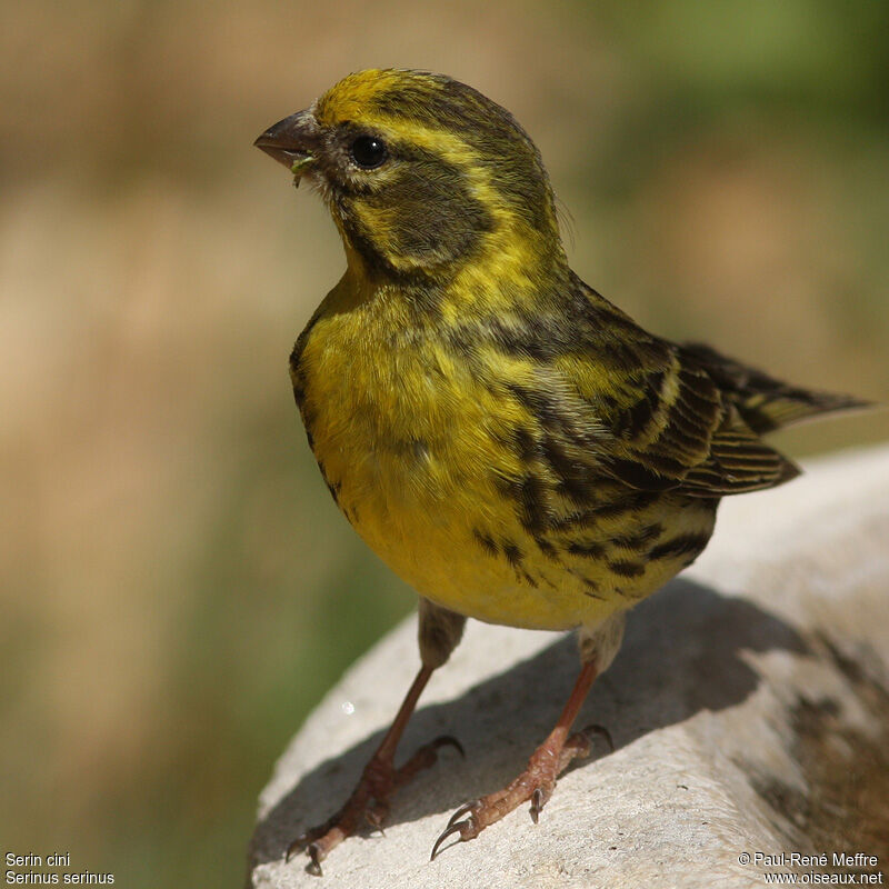 Serin cini mâle adulte