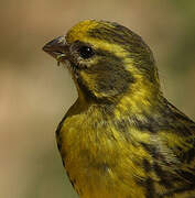 European Serin