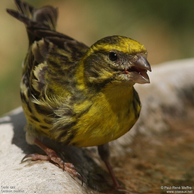 European Serin male adult