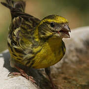 European Serin