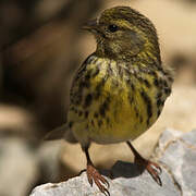 European Serin