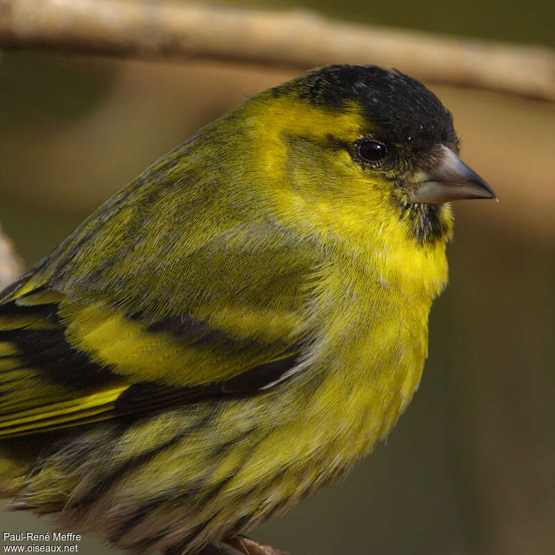 Eurasian Siskin male adult post breeding, close-up portrait