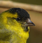 Eurasian Siskin