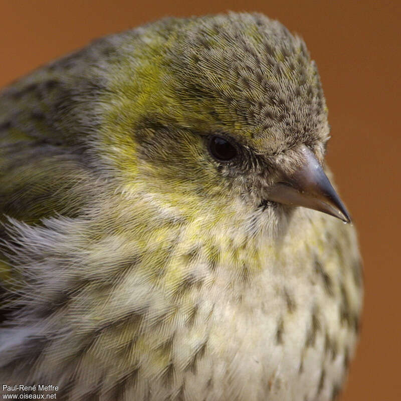 Eurasian Siskin female adult post breeding, close-up portrait