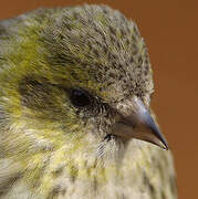 Eurasian Siskin