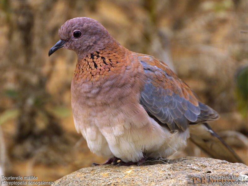 Laughing Dove