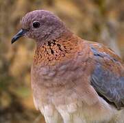 Laughing Dove