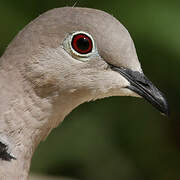 Eurasian Collared Dove