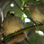 Eurasian Collared Dove