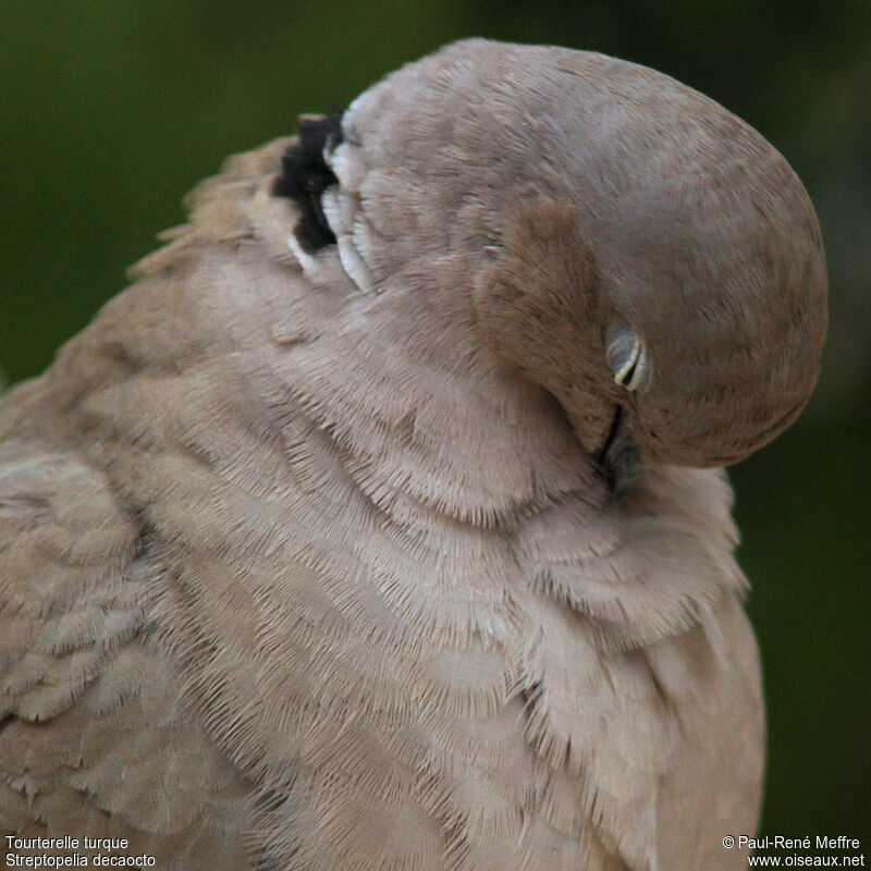 Eurasian Collared Doveadult