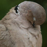 Eurasian Collared Dove