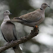 Eurasian Collared Dove