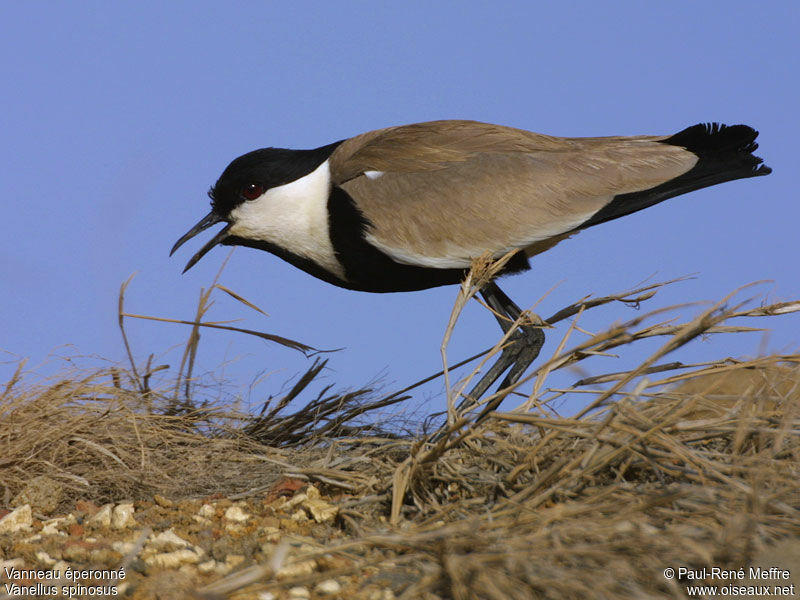 Spur-winged Lapwing