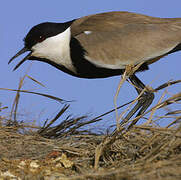 Spur-winged Lapwing