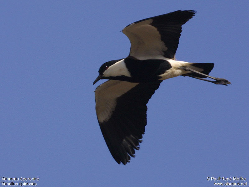 Spur-winged Lapwing