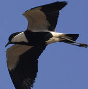 Spur-winged Lapwing