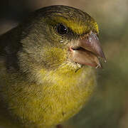 European Greenfinch