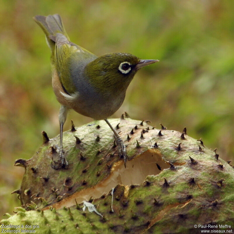 Silvereye