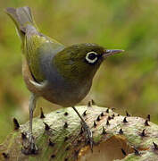 Silvereye