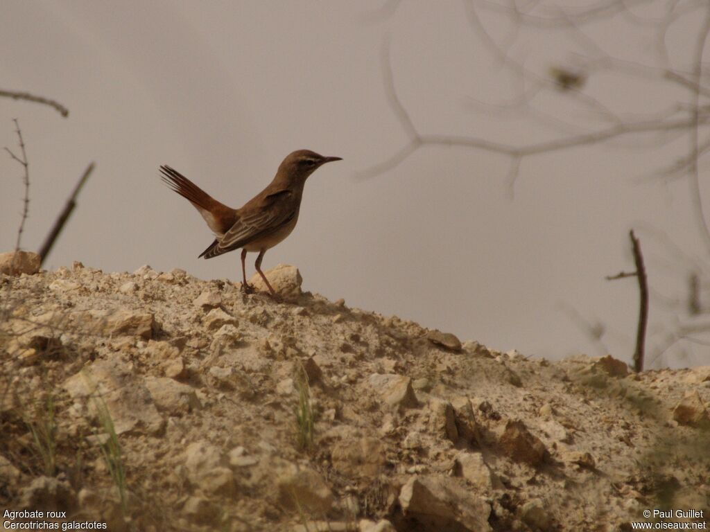 Rufous-tailed Scrub Robin