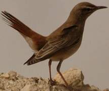 Rufous-tailed Scrub Robin