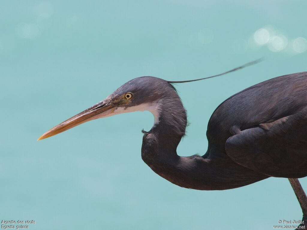 Aigrette des récifs