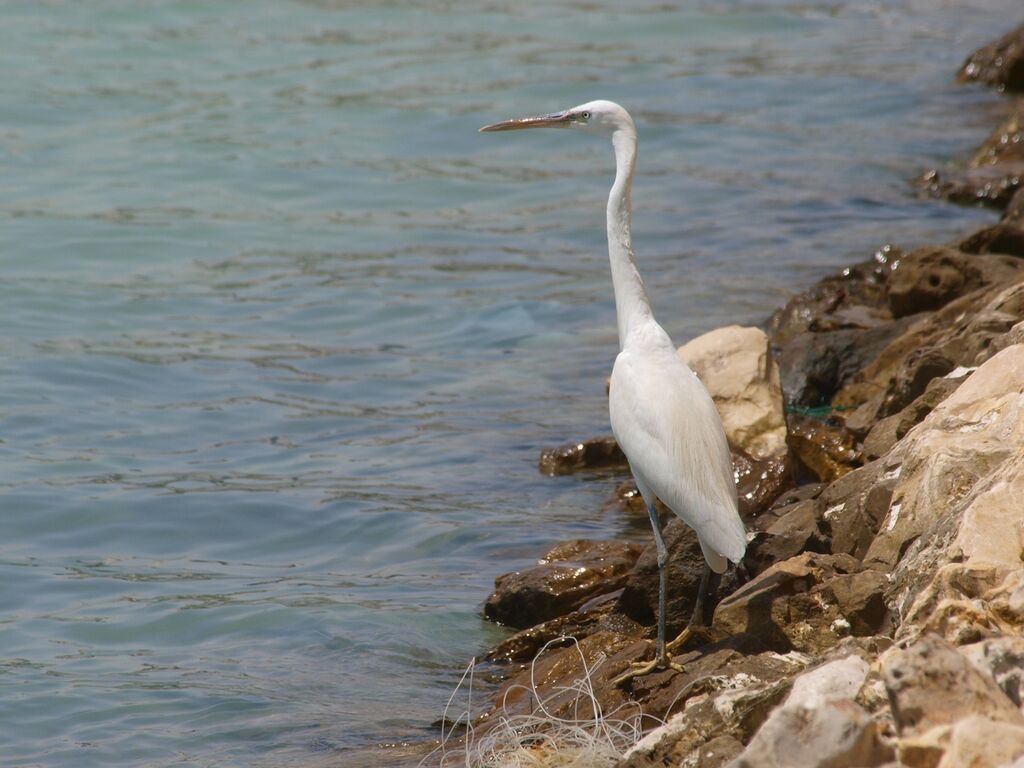 Aigrette des récifs