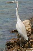 Western Reef Heron