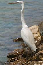 Aigrette des récifs