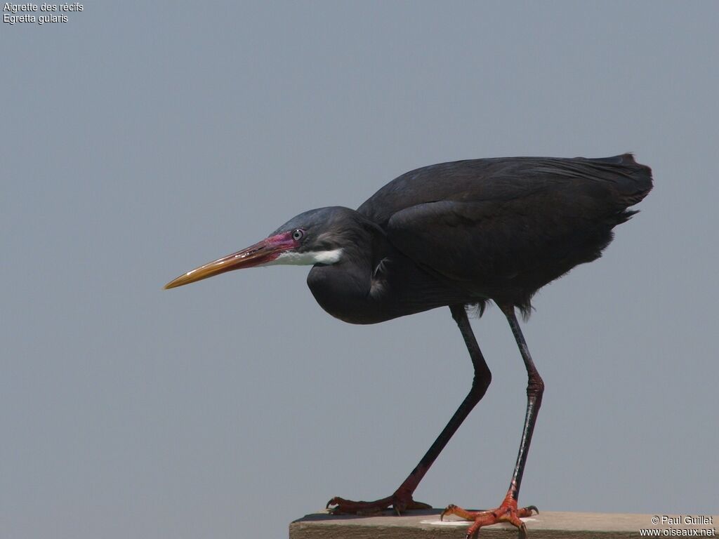 Western Reef Heron