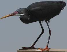 Western Reef Heron