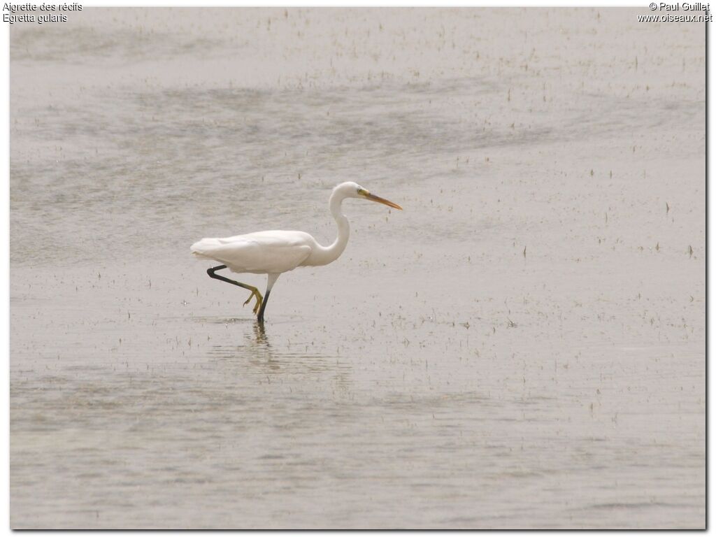 Aigrette des récifsadulte