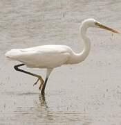 Aigrette des récifs